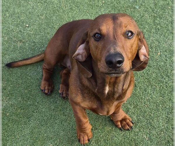 Medium Photo #2 Dachshund Puppy For Sale in Carrollton, TX, USA