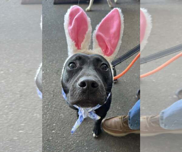 Medium Photo #7 Labrador Retriever-Unknown Mix Puppy For Sale in Mount Laurel, NJ, USA