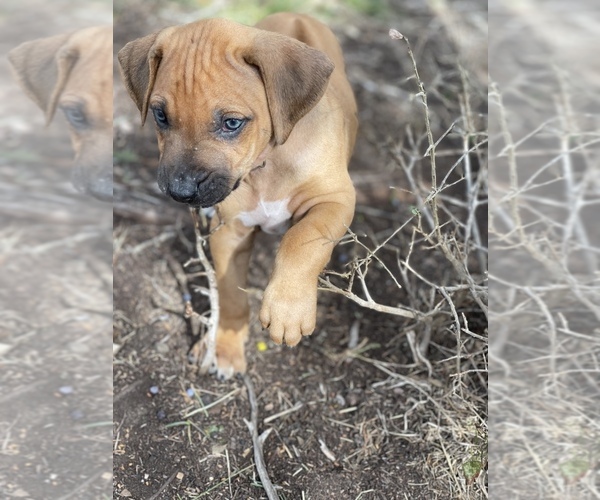 Medium Photo #3 Rhodesian Ridgeback Puppy For Sale in BOERNE, TX, USA