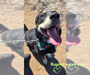 Great Pyrenees-Unknown Mix Dogs for adoption in Monte Vista, CO, USA