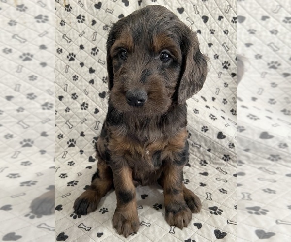 Medium Photo #9 Goldendoodle Puppy For Sale in CENTURIA, WI, USA