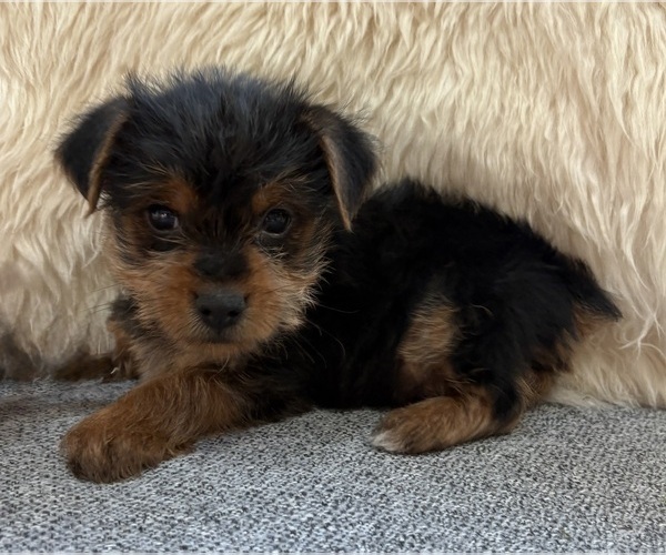 Medium Photo #3 Yorkshire Terrier Puppy For Sale in FAIR HAVEN, MI, USA