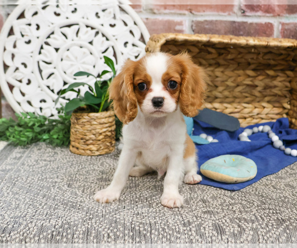 Medium Photo #8 Cavalier King Charles Spaniel Puppy For Sale in SYRACUSE, IN, USA