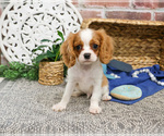 Small #7 Cavalier King Charles Spaniel
