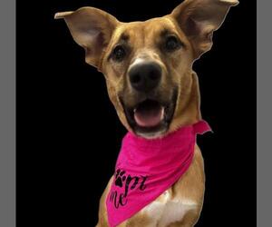 Calliope #miss-congeniality - Female Australian Kelpie-Unknown Mix Dog for Adoption - Photo #5