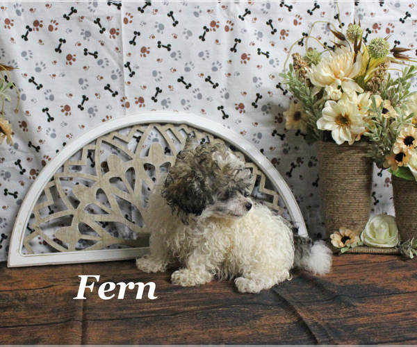 Medium Photo #23 Poodle (Toy) Puppy For Sale in CHANUTE, KS, USA
