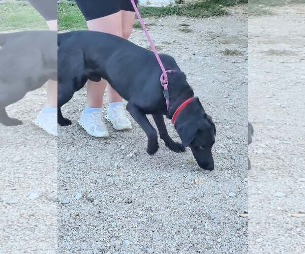 Medium Photo #6 Mutt Puppy For Sale in Stover, MO, USA