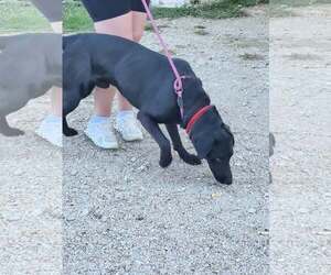 Henry - Male Mutt Dog for Adoption - Photo #6