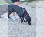 Small Photo #6 Mutt Puppy For Sale in Stover, MO, USA