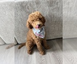 Small Goldendoodle