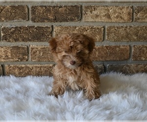 Morkie-Poodle (Miniature) Mix Puppy for sale in HOLMESVILLE, OH, USA
