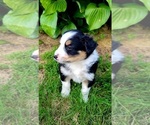 Puppy Asher English Shepherd
