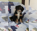 Small Photo #6 Bernedoodle (Miniature) Puppy For Sale in MILWAUKEE, WI, USA