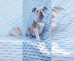 Puppy Brindle Merle Olde English Bulldogge