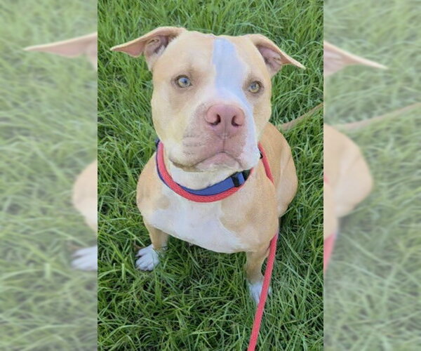 Medium Photo #1 American Staffordshire Terrier-Unknown Mix Puppy For Sale in Fort Lauderdale, FL, USA