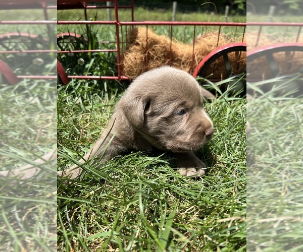Medium Photo #4 Labrador Retriever Puppy For Sale in NEOLA, WV, USA