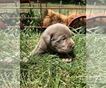Small #3 Labrador Retriever