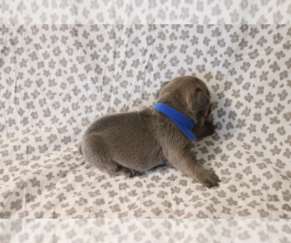 Medium Photo #2 French Bulldog Puppy For Sale in MANCHESTER, MI, USA