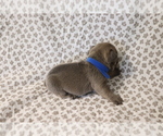 Small Photo #2 French Bulldog Puppy For Sale in MANCHESTER, MI, USA