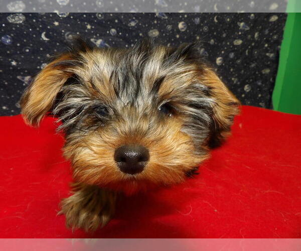 Medium Photo #2 Yorkshire Terrier Puppy For Sale in PATERSON, NJ, USA
