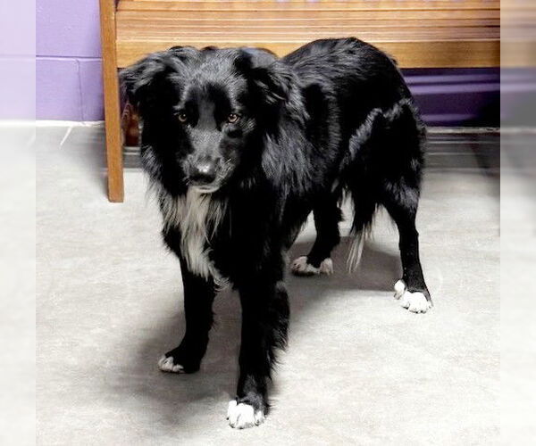Medium Photo #2 Border Collie-Unknown Mix Puppy For Sale in Genesee, WI, USA