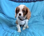 Small #1 Cavalier King Charles Spaniel