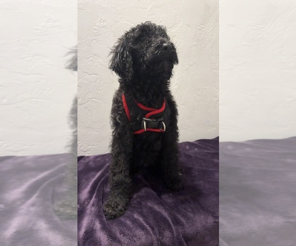 Medium Photo #1 Poodle (Standard) Puppy For Sale in BELFAIR, WA, USA