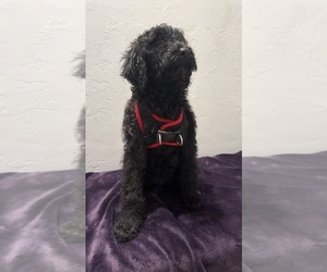 Poodle (Standard) Puppy for sale in BELFAIR, WA, USA
