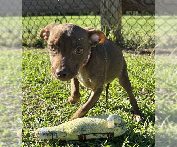 Medium Photo #3 Bulldog-Unknown Mix Puppy For Sale in Tarrytown, GA, USA