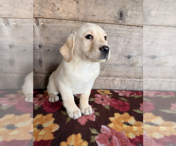 Medium Photo #3 Labrador Retriever Puppy For Sale in VERMONTVILLE, MI, USA