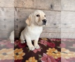 Litter of 4 - Male(s) and Female(s) Labrador RetrieverLitter of Puppies for Sale - Photo #3