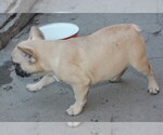 Small Photo #2 French Bulldog Puppy For Sale in KATY, TX, USA