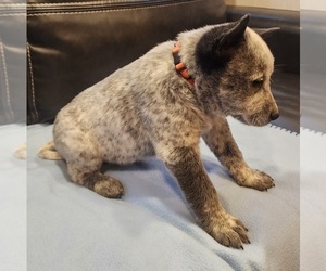 Australian Cattle Dog Puppy for sale in RUSSELLVILLE, KY, USA