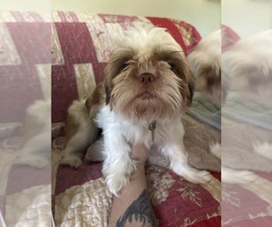 Father of the Shih Tzu puppies born on 05/31/2025