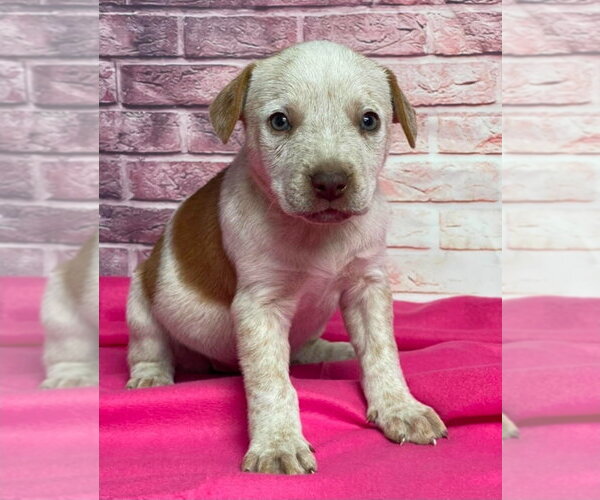 Medium Photo #1 Mutt Puppy For Sale in Lakewood, CO, USA