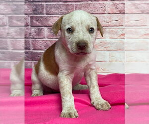 Mutt Dogs for adoption in Lakewood, CO, USA