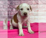 Small Mutt