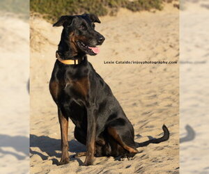 Willow - Female Doberman Pinscher-Unknown Mix Dog for Adoption - Photo #3