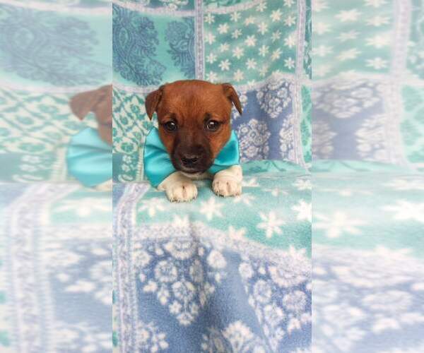 Medium Photo #14 Jack Russell Terrier Puppy For Sale in HONEY BROOK, PA, USA