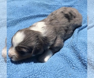 Miniature Australian Shepherd Puppy for sale in COMANCHE, TX, USA