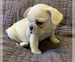 Small Photo #12 French Bulldog Puppy For Sale in ATL, GA, USA