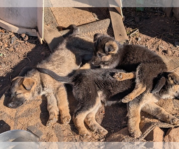 Medium Photo #2 German Shepherd Dog Puppy For Sale in lynchburg, VA, USA