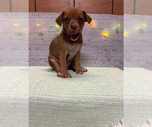 American Pit Bull Terrier Dogs for adoption in Modesto, CA, USA