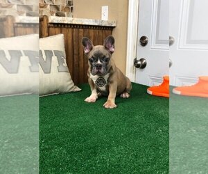French Bulldog Puppy for Sale in HOUSTON, Texas USA