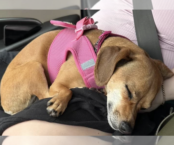 Medium Photo #3 Chiweenie Puppy For Sale in Decatur, GA, USA