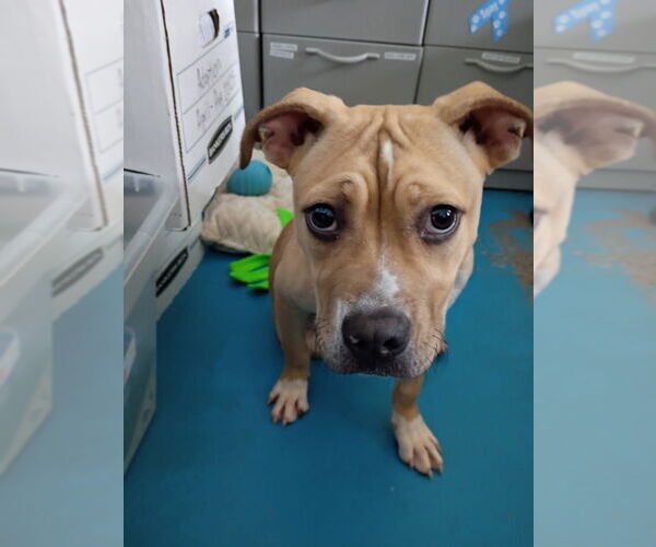 Medium Photo #1 Boxer-Unknown Mix Puppy For Sale in Muskegon, MI, USA