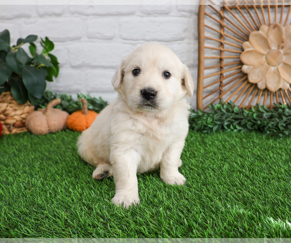 Medium Photo #4 English Cream Golden Retriever Puppy For Sale in SYRACUSE, IN, USA