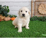 Small #3 English Cream Golden Retriever