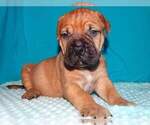 Small Photo #4 Bullmastiff Puppy For Sale in VERONA, MO, USA