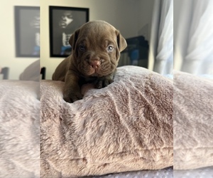 American Bully Puppy for sale in MONTGOMRY VLG, MD, USA